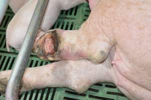 Injury on sow - Captured at Lindham Piggery, Wild Horse Plains SA Australia.