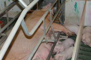 Farrowing crates - Captured at Lindham Piggery, Wild Horse Plains SA Australia.