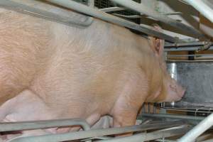 Farrowing crates - Captured at Lindham Piggery, Wild Horse Plains SA Australia.