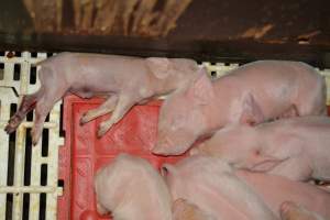 Piglets in farrowing crates - Captured at Dublin Piggery, Dublin SA Australia.