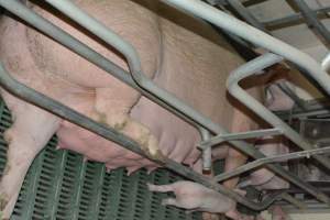 Farrowing crates - Captured at Lindham Piggery, Wild Horse Plains SA Australia.