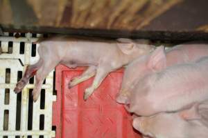 Piglets in farrowing crates - Captured at Dublin Piggery, Dublin SA Australia.