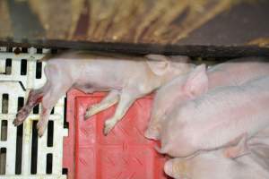 Piglets in farrowing crates - Captured at Dublin Piggery, Dublin SA Australia.