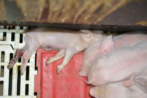 Piglets in farrowing crates - Captured at Dublin Piggery, Dublin SA Australia.