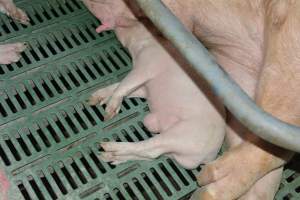 Farrowing crates - Captured at Lindham Piggery, Wild Horse Plains SA Australia.