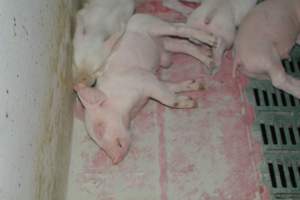 Farrowing crates - Captured at Lindham Piggery, Wild Horse Plains SA Australia.