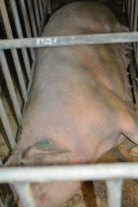 Sow in sow stall - Captured at Dublin Piggery, Dublin SA Australia.