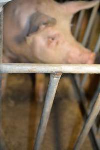 Sow in sow stall - Captured at Dublin Piggery, Dublin SA Australia.