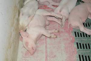 Hernia on piglet - Captured at Lindham Piggery, Wild Horse Plains SA Australia.