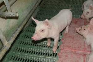 Farrowing crates - Captured at Lindham Piggery, Wild Horse Plains SA Australia.