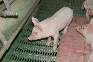 Farrowing crates - Captured at Lindham Piggery, Wild Horse Plains SA Australia.