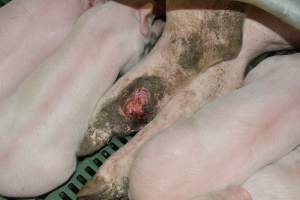 Injury on sow - Captured at Lindham Piggery, Wild Horse Plains SA Australia.