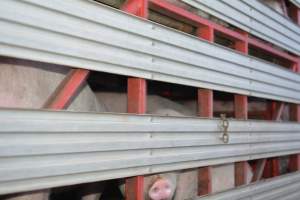 Pig in transport trucks - Captured at SA.