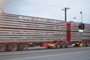 Pig in transport trucks - Captured at SA.