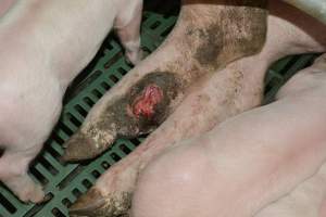 Injury on sow - Captured at Lindham Piggery, Wild Horse Plains SA Australia.