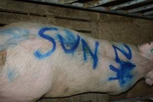 Farrowing crates - Captured at Dublin Piggery, Dublin SA Australia.