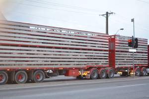 Pig in transport trucks - Captured at SA.