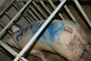 Sow in sow stall - Captured at Dublin Piggery, Dublin SA Australia.