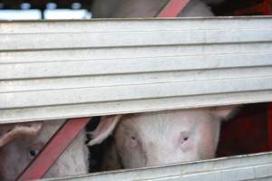 Pig in transport trucks - Captured at SA.