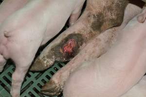 Injury on sow - Captured at Lindham Piggery, Wild Horse Plains SA Australia.