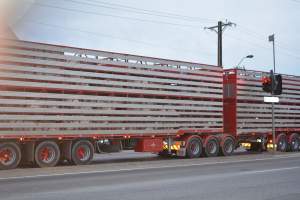 Pig in transport trucks - Captured at SA.