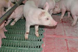 Piglet in farrowing crates - Captured at Lindham Piggery, Wild Horse Plains SA Australia.