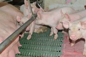 Farrowing crates - Captured at Lindham Piggery, Wild Horse Plains SA Australia.