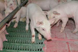 Farrowing crates - Captured at Lindham Piggery, Wild Horse Plains SA Australia.