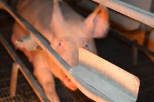 Sow in farrowing crates - Captured at Dublin Piggery, Dublin SA Australia.