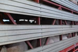 Pig in transport trucks - Captured at SA.