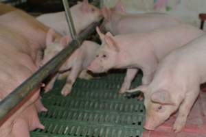 Farrowing crates - Captured at Lindham Piggery, Wild Horse Plains SA Australia.