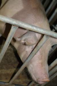 Sow in sow stall - Captured at Dublin Piggery, Dublin SA Australia.