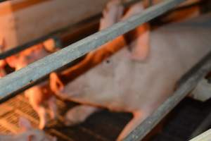 Sow in farrowing crates - Captured at Dublin Piggery, Dublin SA Australia.