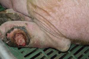 Injury on sow - Captured at Lindham Piggery, Wild Horse Plains SA Australia.