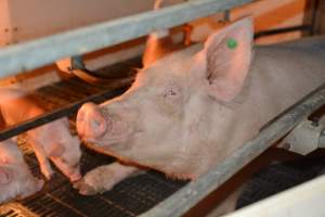 Sow in farrowing crates - Captured at Dublin Piggery, Dublin SA Australia.