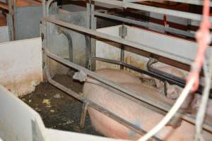 Sow in farrowing crates - Captured at Dublin Piggery, Dublin SA Australia.