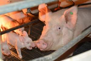 Sow in farrowing crates - Captured at Dublin Piggery, Dublin SA Australia.