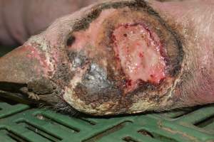 Injury on sow - Captured at Lindham Piggery, Wild Horse Plains SA Australia.