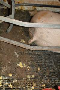 Sow in farrowing crates - Captured at Dublin Piggery, Dublin SA Australia.