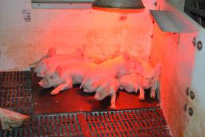 Piglets in farrowing crates - Captured at Dublin Piggery, Dublin SA Australia.