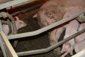 Farrowing crates - Captured at Dublin Piggery, Dublin SA Australia.