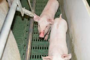 Farrowing crates - Captured at Lindham Piggery, Wild Horse Plains SA Australia.