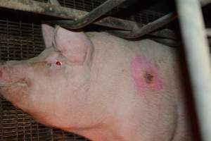 Pressure sore on sow - Captured at Dublin Piggery, Dublin SA Australia.