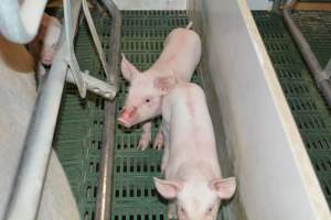 Farrowing crates - Captured at Lindham Piggery, Wild Horse Plains SA Australia.