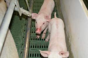 Farrowing crates - Captured at Lindham Piggery, Wild Horse Plains SA Australia.