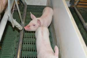 Farrowing crates - Captured at Lindham Piggery, Wild Horse Plains SA Australia.