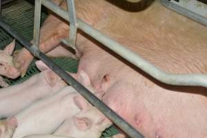 Farrowing crates - Captured at Lindham Piggery, Wild Horse Plains SA Australia.