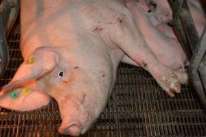 Sow in farrowing crates - Captured at Dublin Piggery, Dublin SA Australia.