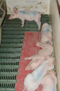 Farrowing crates - Captured at Lindham Piggery, Wild Horse Plains SA Australia.