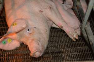 Sow in farrowing crates - Captured at Dublin Piggery, Dublin SA Australia.